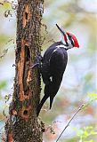 Pileated Woodpecker